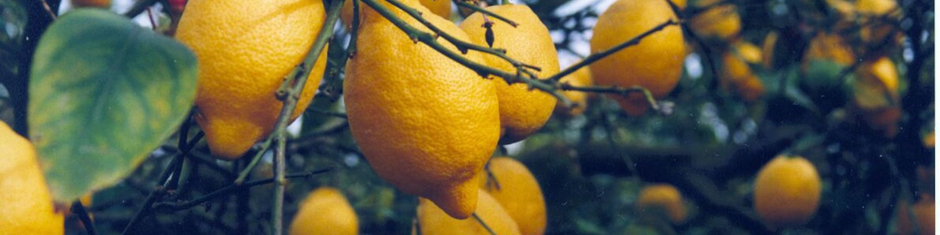 Huerto de limones en Benezujar, Alicante