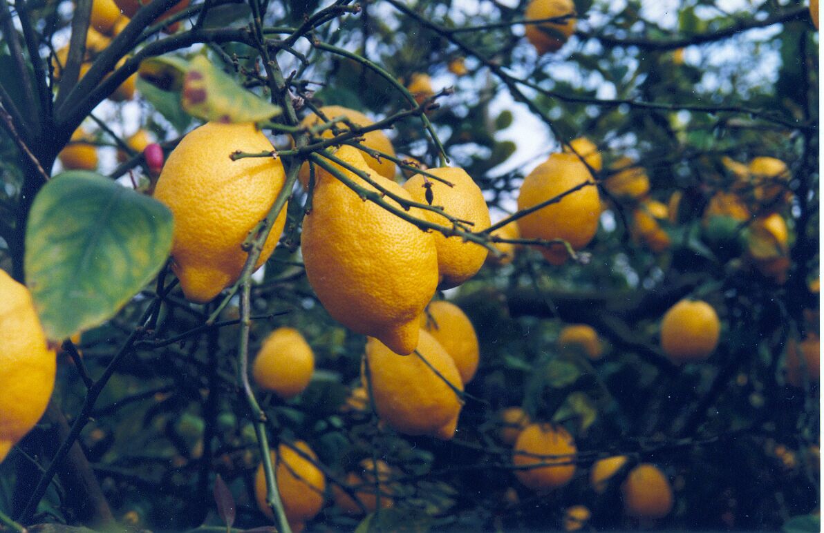 A citrus tree with ripe oranges.