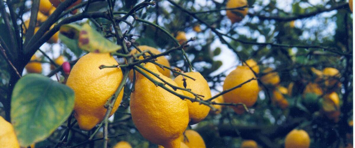A citrus tree with ripe oranges.