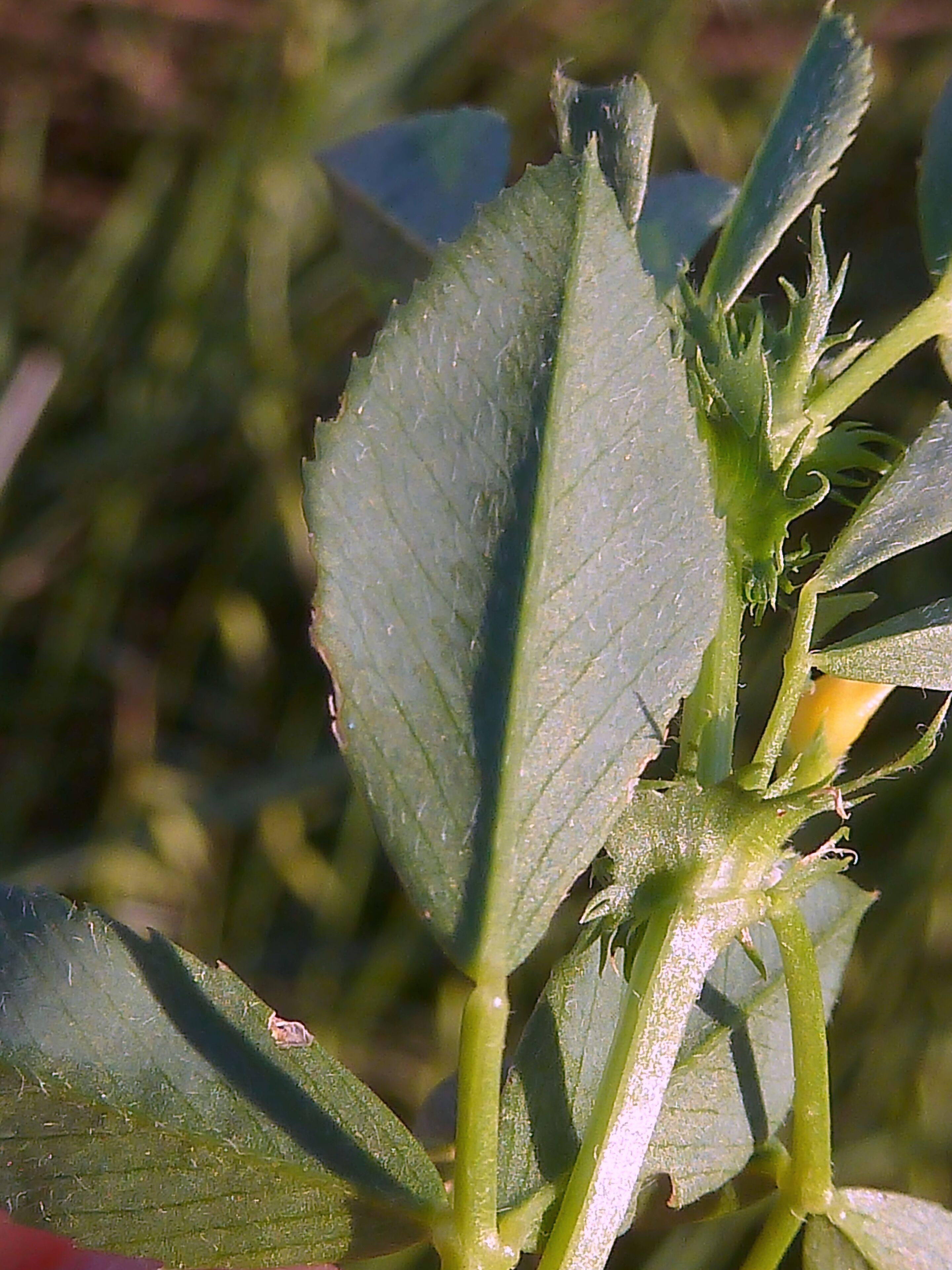 Medicago intertexta (Carretón pinchoso) - Foliolo apical de una hoja trifoliada: envés. - Camino de la Azarbe de Patricio, Albatera (Provincia de Alicante, España).