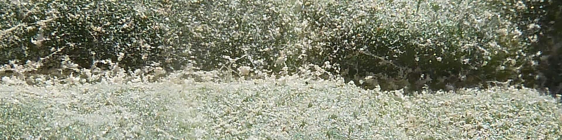 Carduus pycnocephalus (Cardo, cardo borriquero, cardo negro) - Hoja caulinar: haz, detalle. - Descampado circa Biblióteca, Albatera (Provincia de Alicante, Espàña).