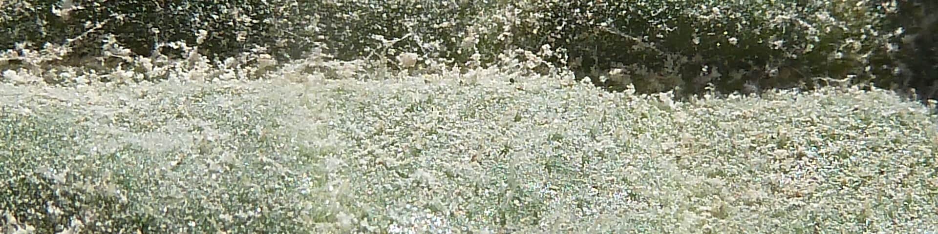 Carduus pycnocephalus (Cardo, cardo borriquero, cardo negro) - Hoja caulinar: haz, detalle. - Descampado circa Biblióteca, Albatera (Provincia de Alicante, Espàña).