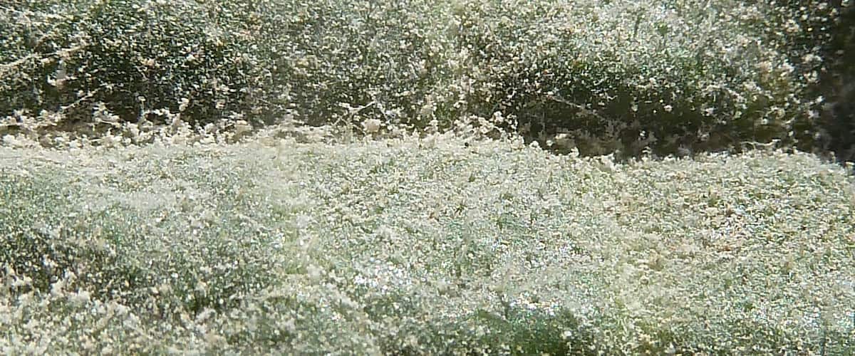 A dense thicket of green shrubs with white flowers.