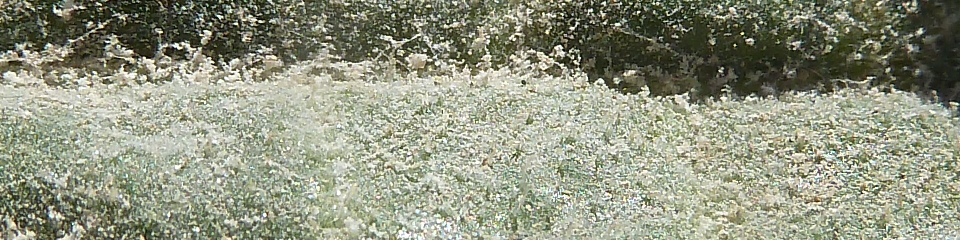 A dense thicket of green shrubs with white flowers.