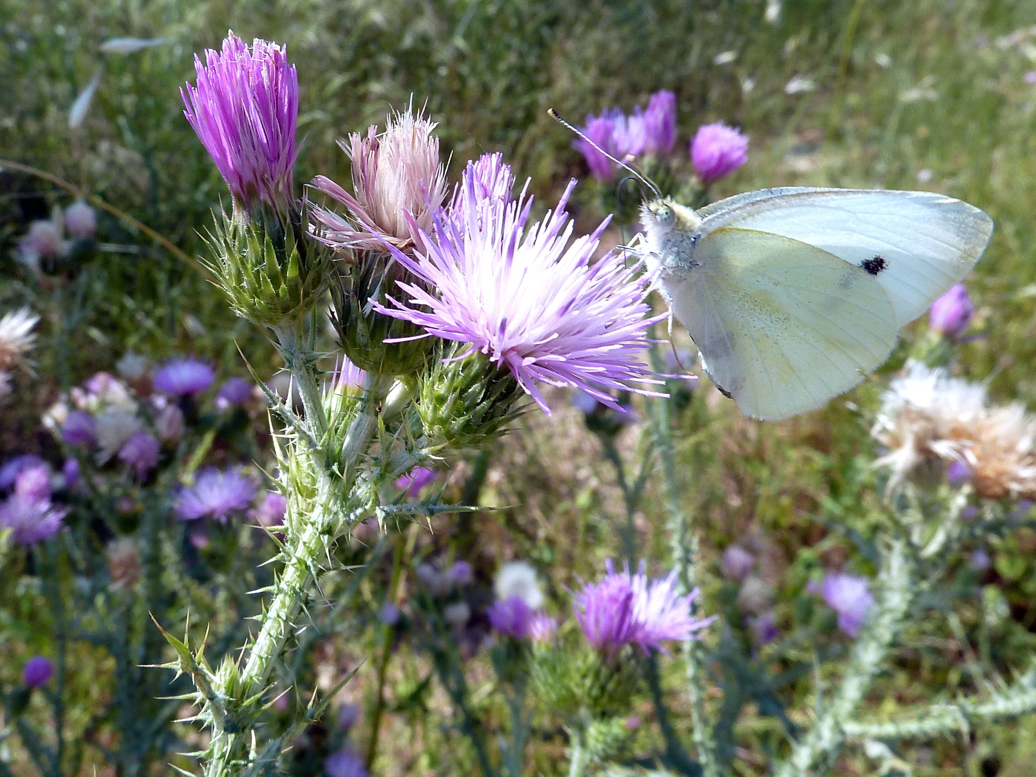 Pieris rapae gathering on Carduus bourgeanus Camino de la Azarbe de Patricio, Albatera, Alicante Province (Spain).