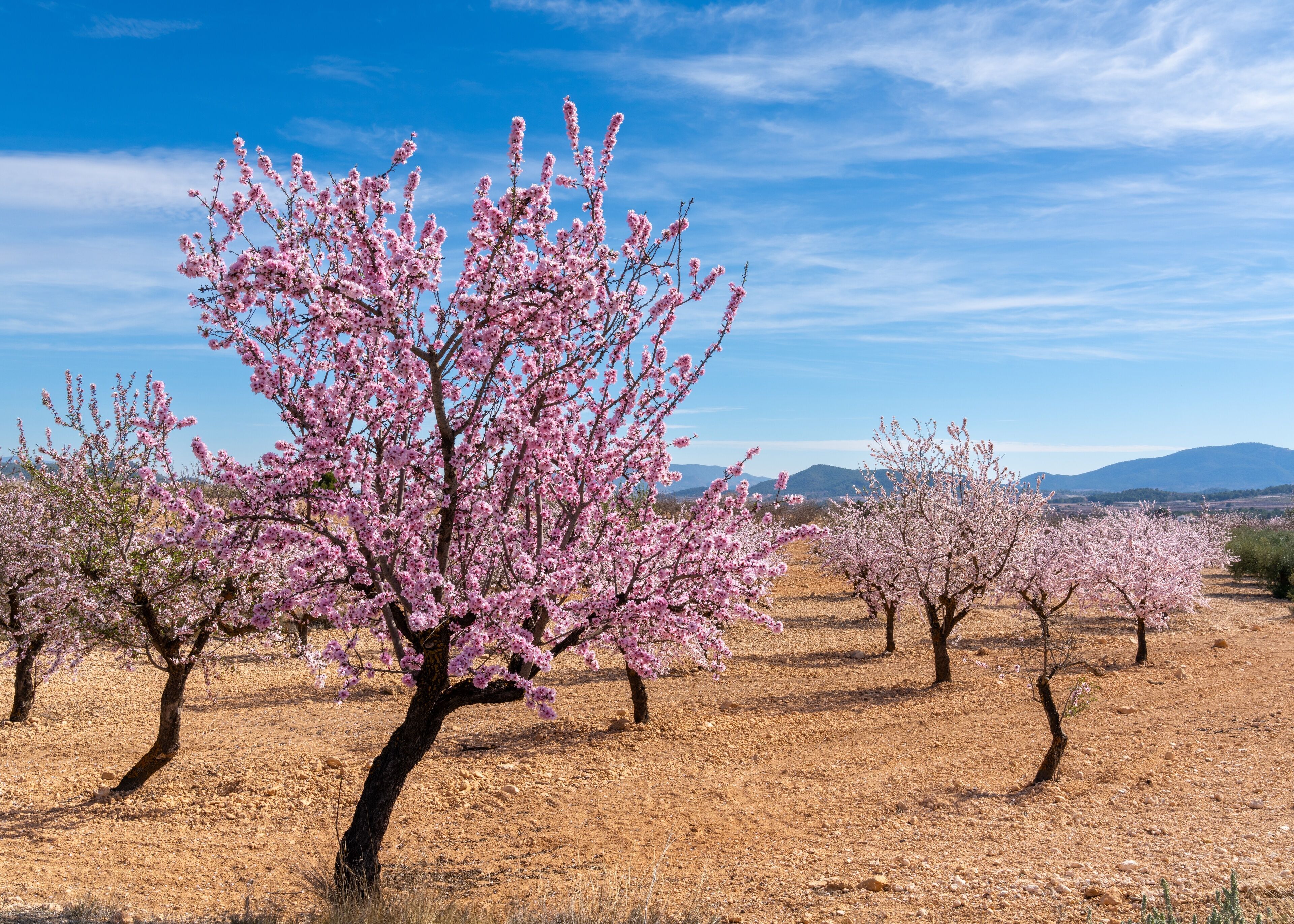 blossoming almond trees in a ochre earth field in the springtime in southern Spain