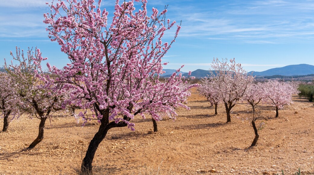 blossoming almond trees in a ochre earth field in the springtime in southern Spain
