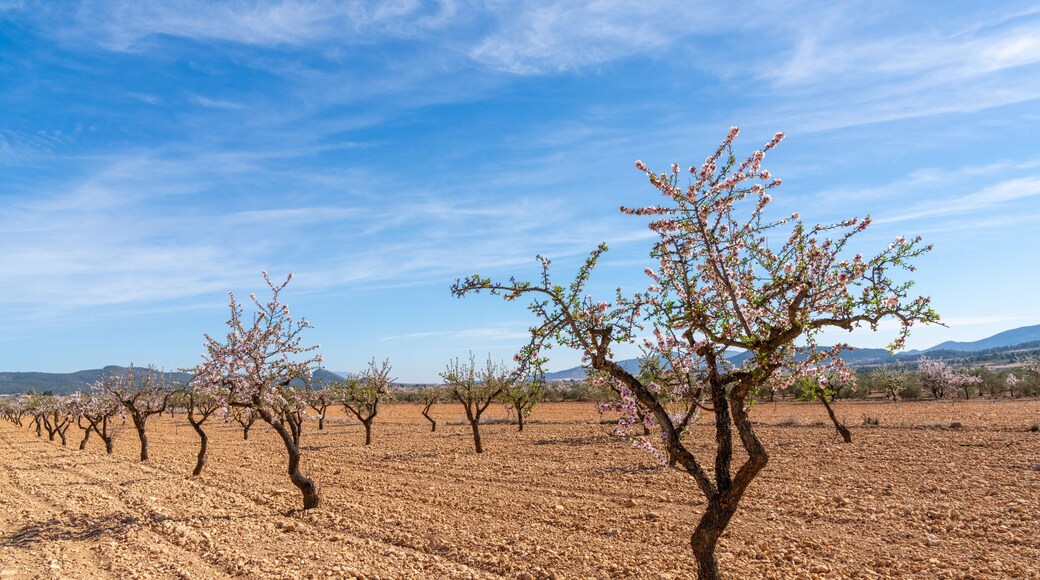 blossoming almond trees in a ochre earth field in the springtime in southern Spain