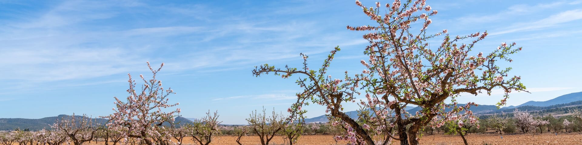 blossoming almond trees in a ochre earth field in the springtime in southern Spain