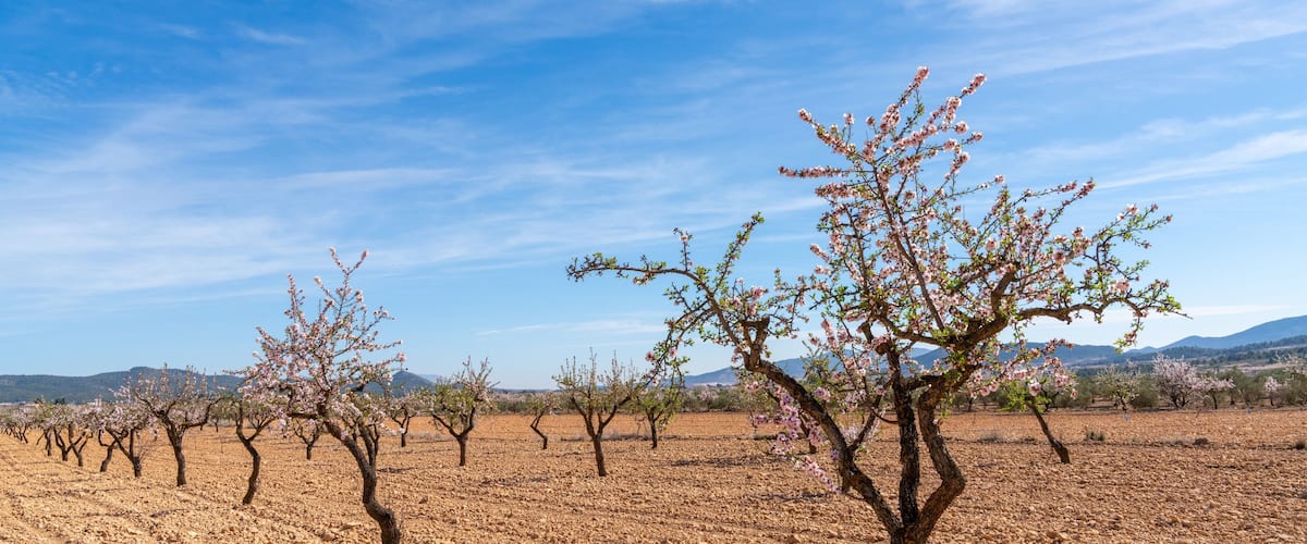A vineyard with rows of trees bearing pink blossoms under a clear blue sky.