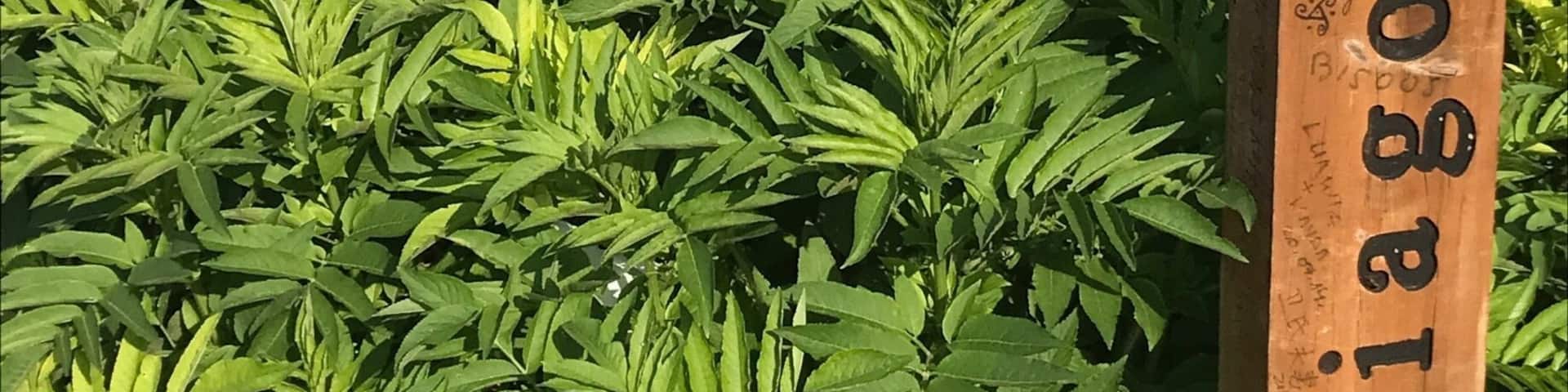 The Camino well worn path to Santiago... disappearing into the distance!