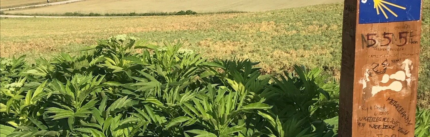 The Camino well worn path to Santiago... disappearing into the distance!