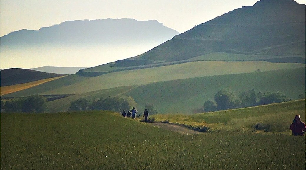 Early Morning Mist on the Camino
By iPhone