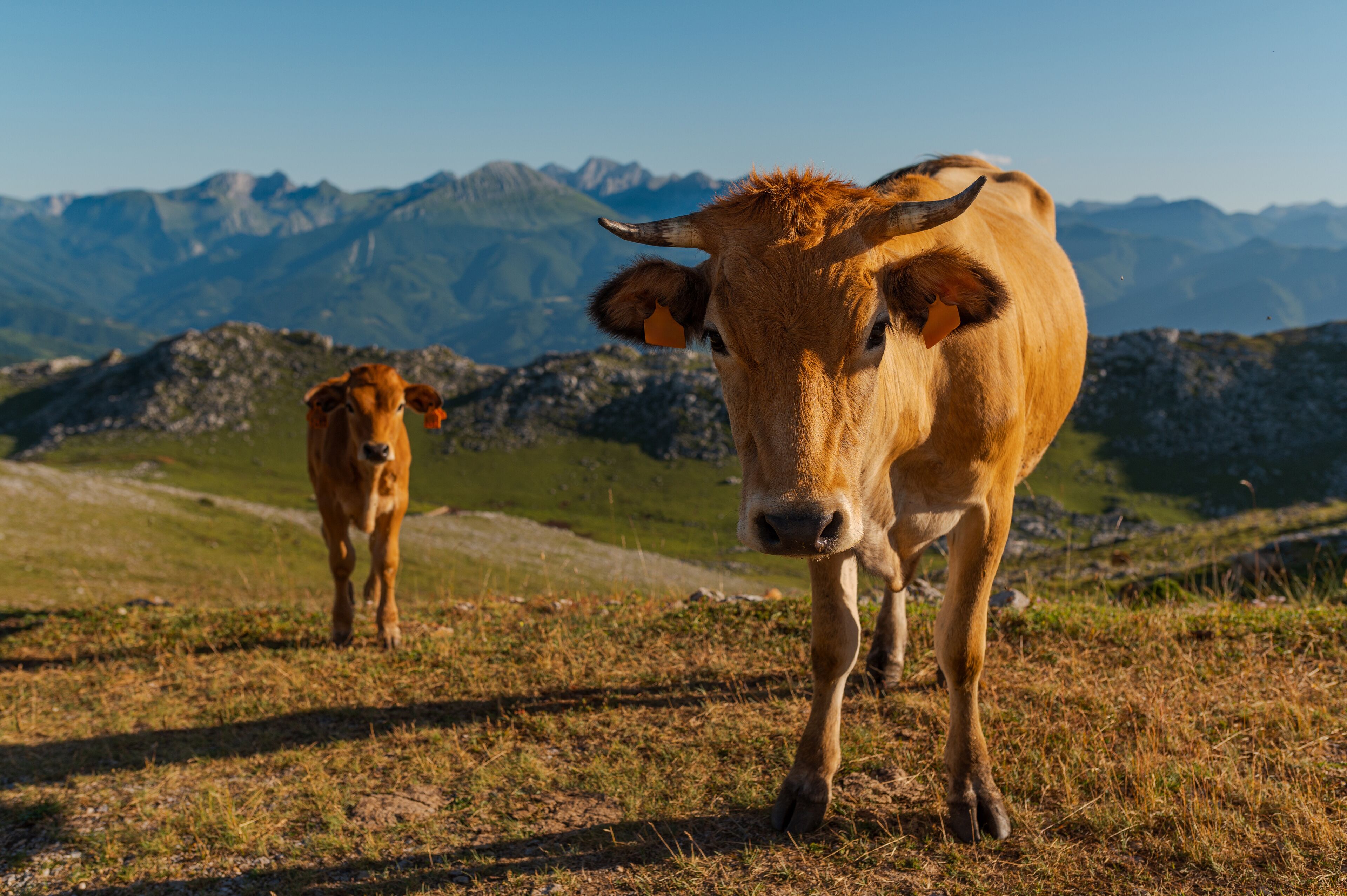 portrait of young asturian cow and small calf looking at camera in the mountains. Livestock in freedom. cattle in the municipality of Quiros, Asturias, Spain.