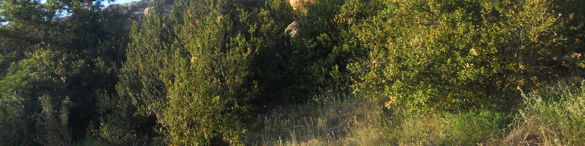 Una roca que parece la cabeza de un cocodrilo .