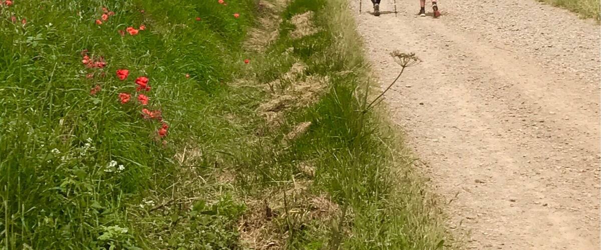 A dirt path through rolling hills with fields of red poppies.