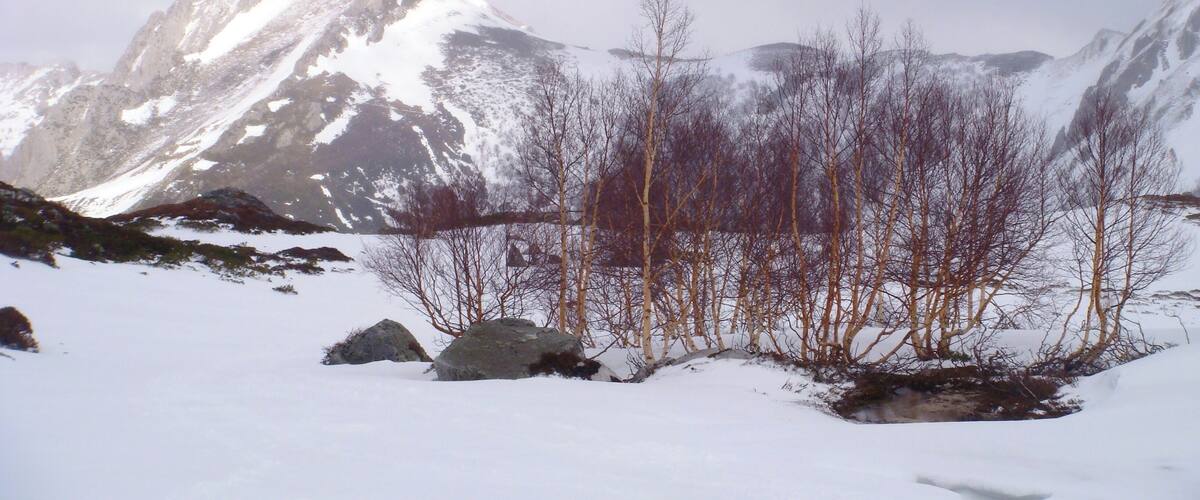 A snow-covered mountain range with bare trees and rocks.