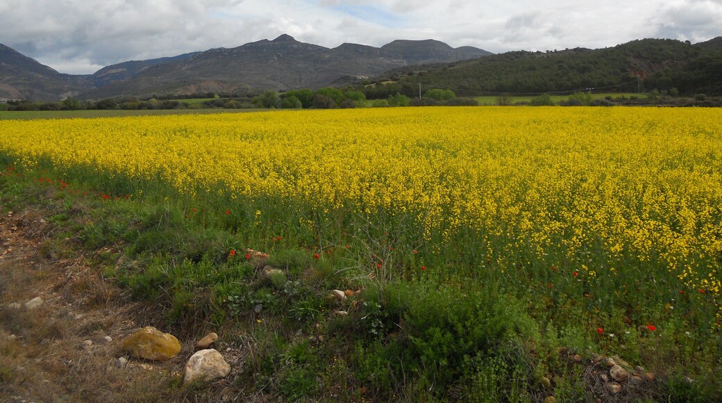 Campos amarillos con el Prepirineo al fondo , Huesca.