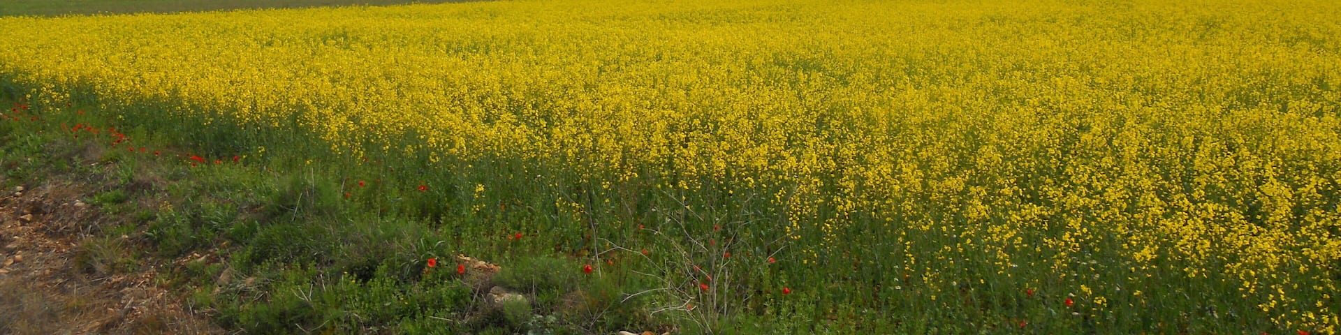 Campos amarillos con el Prepirineo al fondo , Huesca.