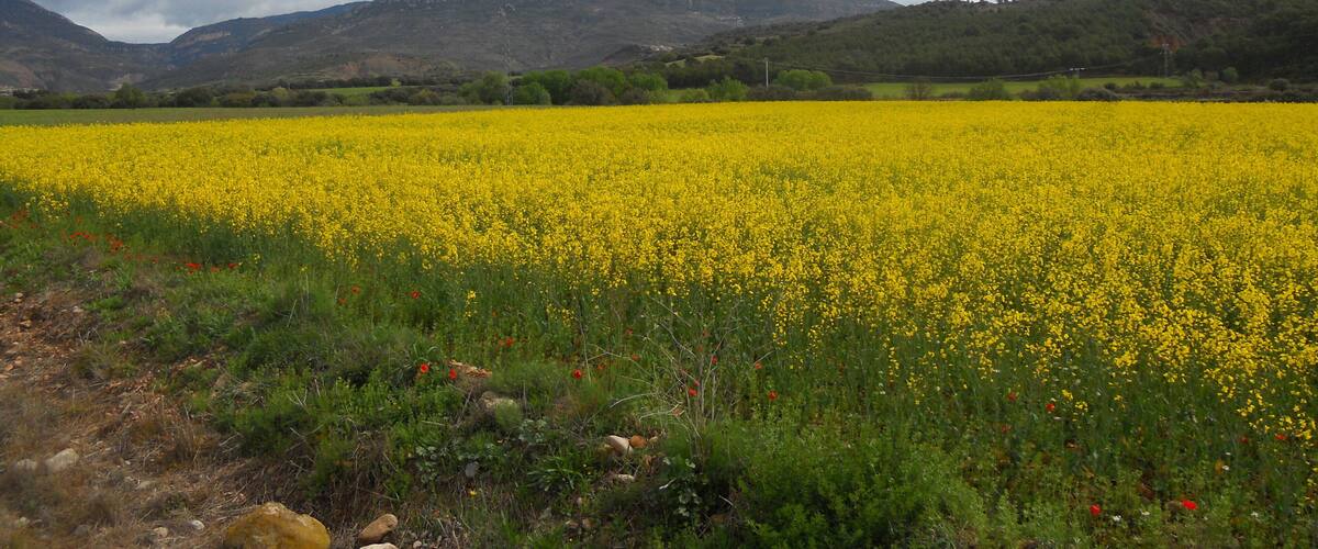 A field of yellow flowers with mountains in the background.