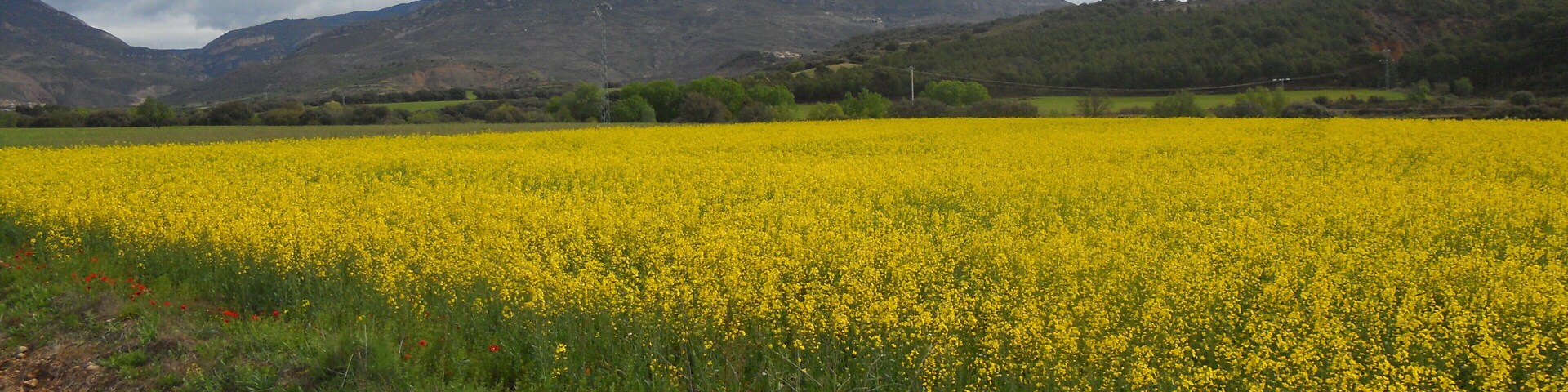 A field of yellow flowers with mountains in the background.