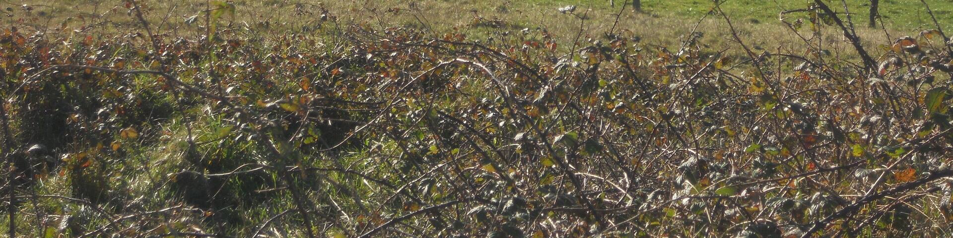 Pico Fario ( Asturias )