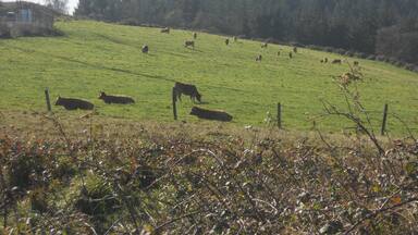 Pico Fario ( Asturias )