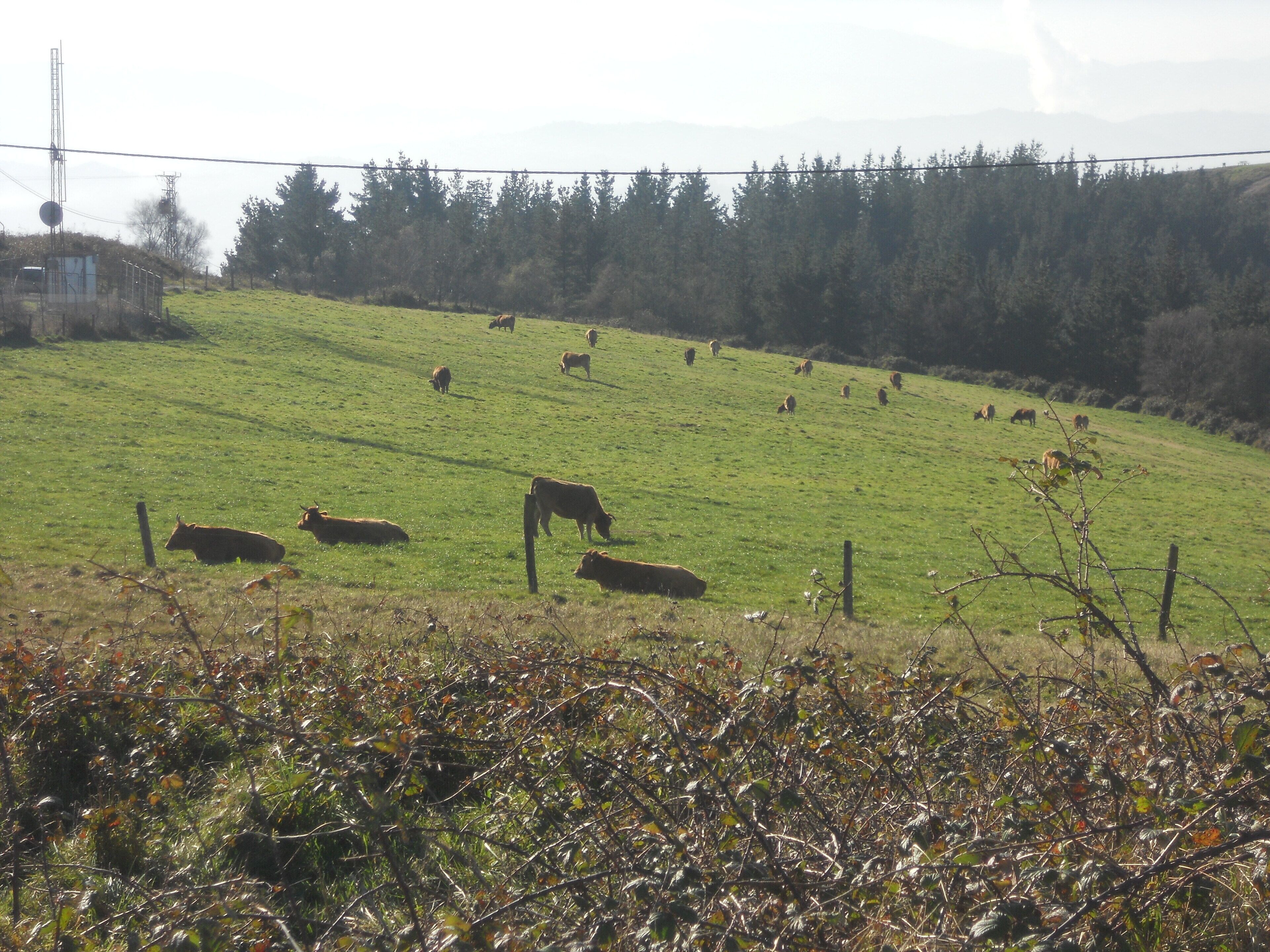 A green field with cows grazing, a fence, and a forest in the background.