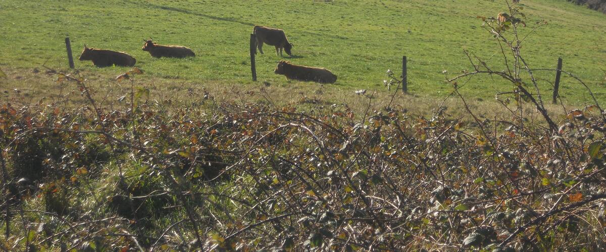 A green field with cows grazing, a fence, and a forest in the background.