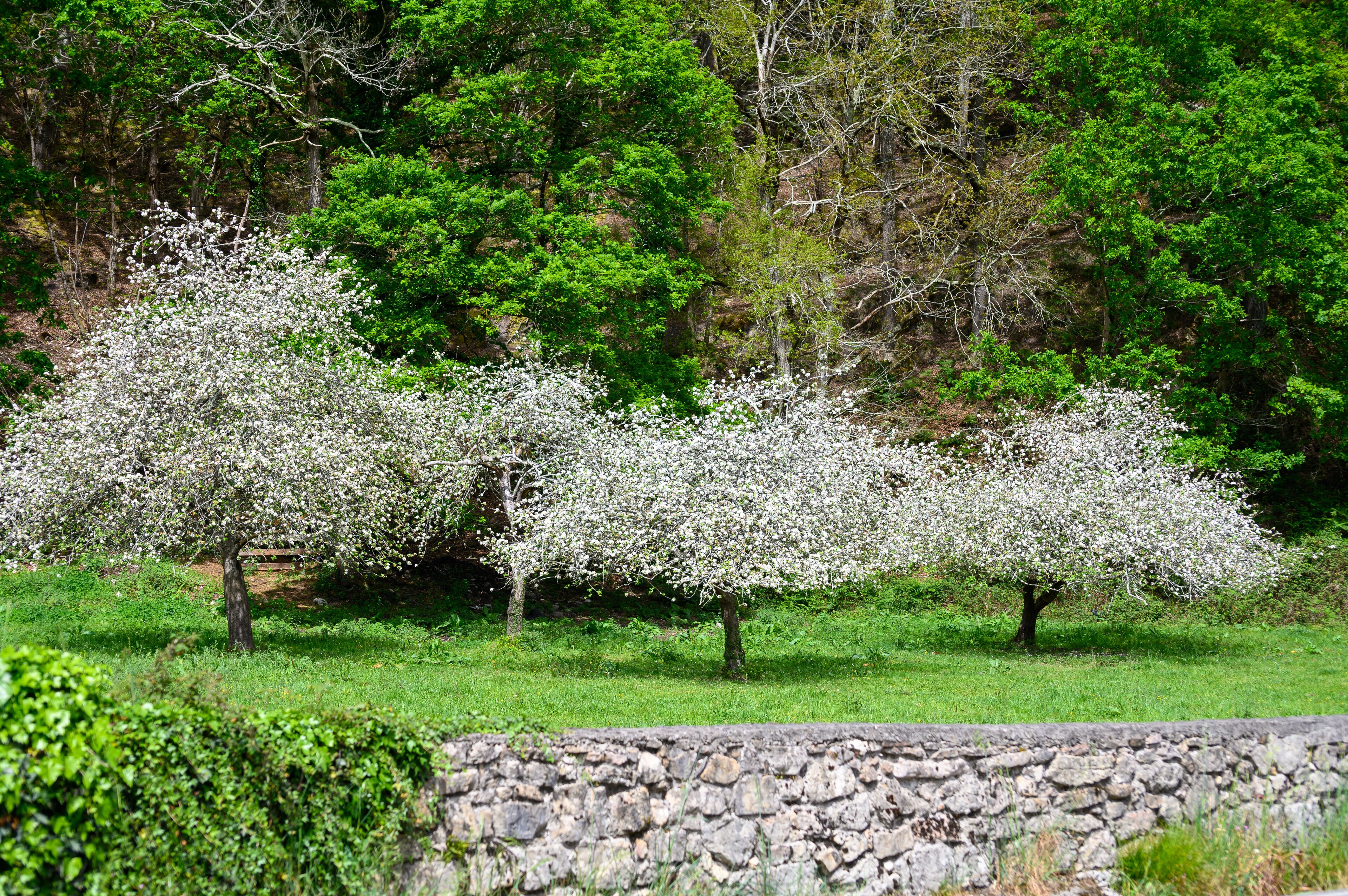 Apple tree orchards in Asturias, spring white blossom of apple trees, production of famous cider in Asturias, Comarca de la Sidra region, Spain
