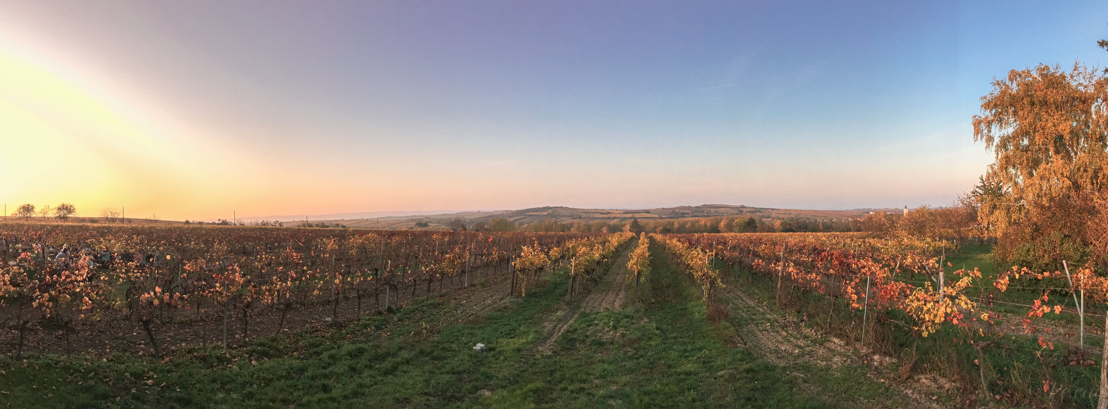 A vineyard with rows of grapevines under a clear sky.