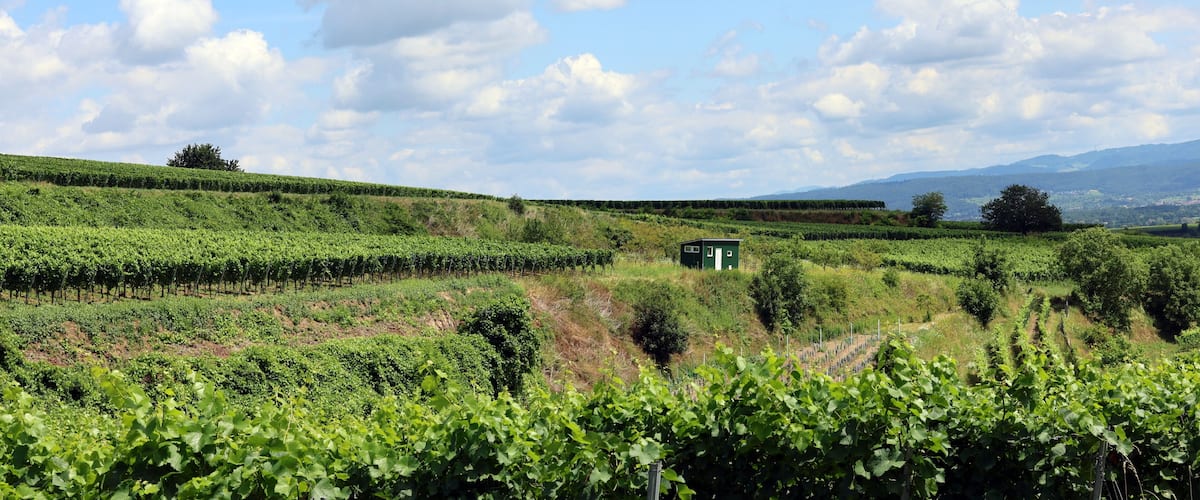 A vineyard with rows of grapevines and a small green building in the distance.