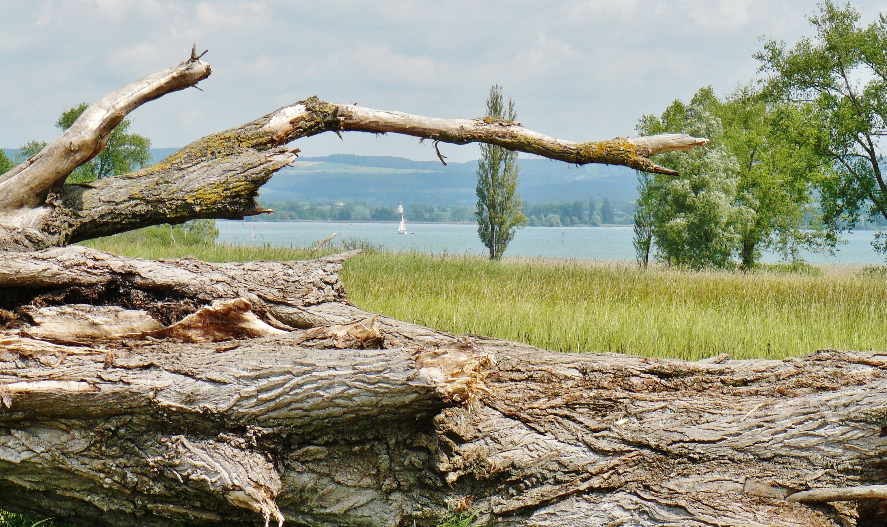 Zeller See (Bodensee)