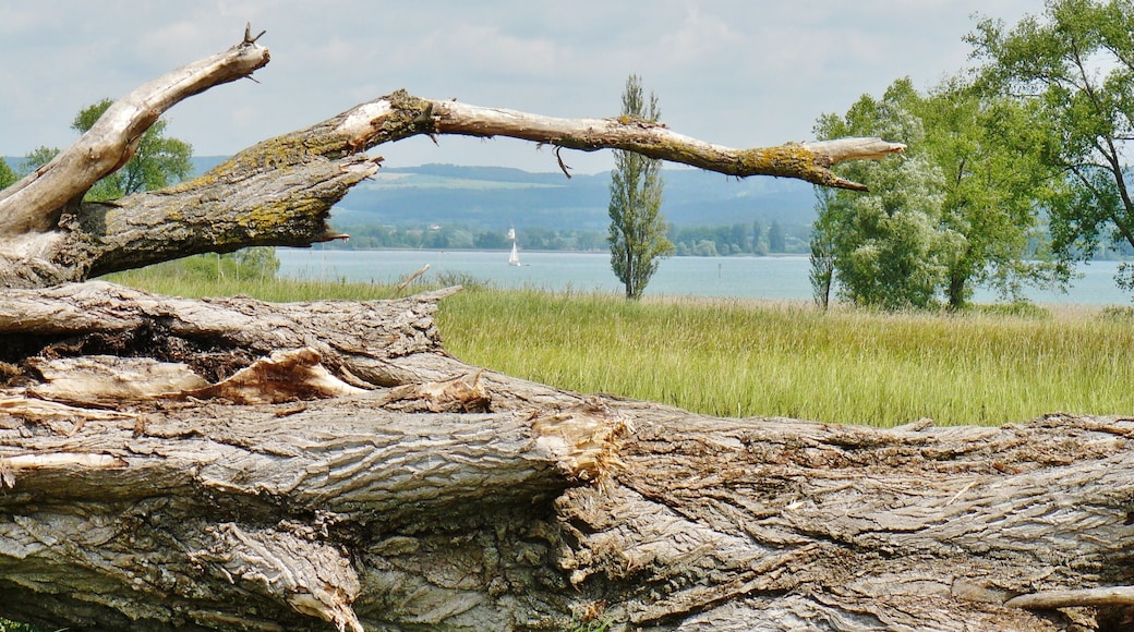 Zeller See (Bodensee)
