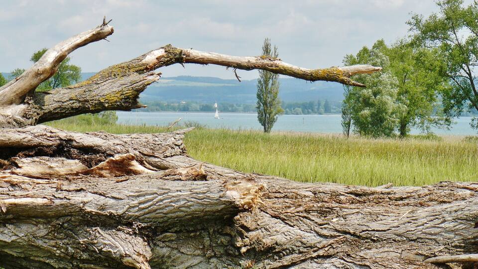 A fallen tree trunk in a grassy field with a lake and sailboat in the background.