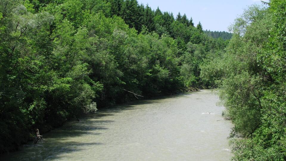 A river flowing through a densely wooded area with lush green trees.