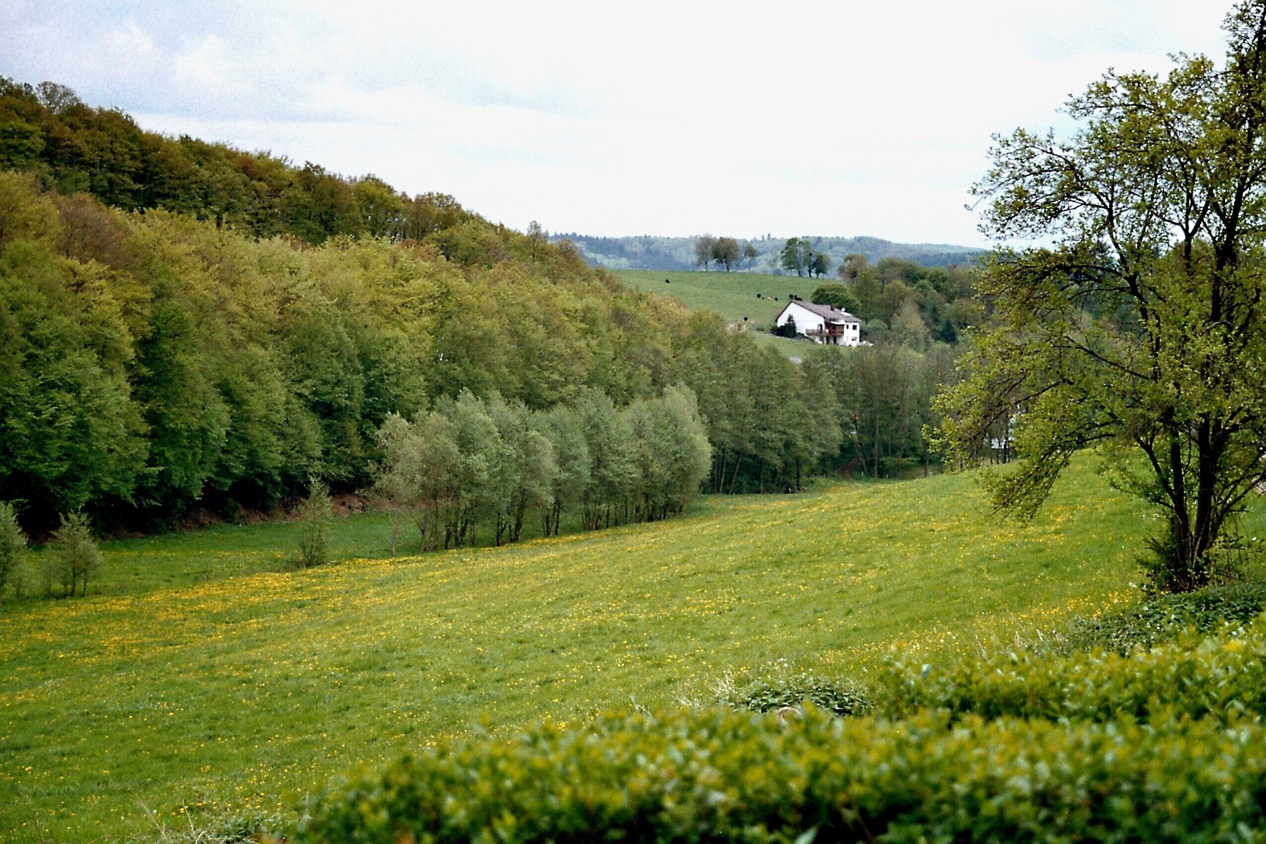 A rural landscape with a white house on a hill, surrounded by lush greenery and a field of yellow flowers.