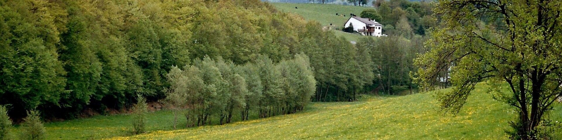 A rural landscape with a white house on a hill, surrounded by lush greenery and a field of yellow flowers.