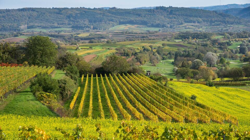 A vineyard with rows of grapevines, rolling hills, and a distant forested area.