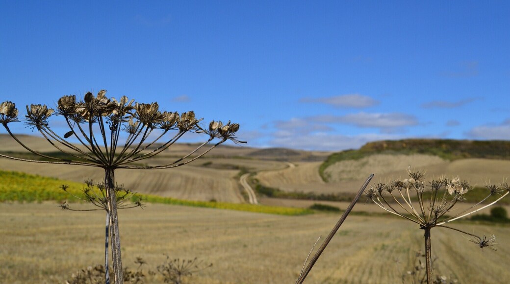 Entering the meseta in beautiful #Spain as we walk the #Camino.
#Travel #Hiking #ElCaminodeSantiago