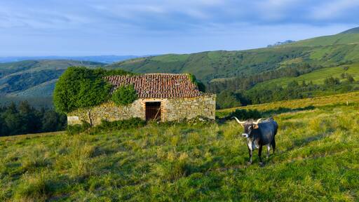 Herd of Tudancas cows (a breed native to Cantabria) in the Lloreda mountains in the municipality of Santa María de Cayón, Cantabria, Spain, Europe