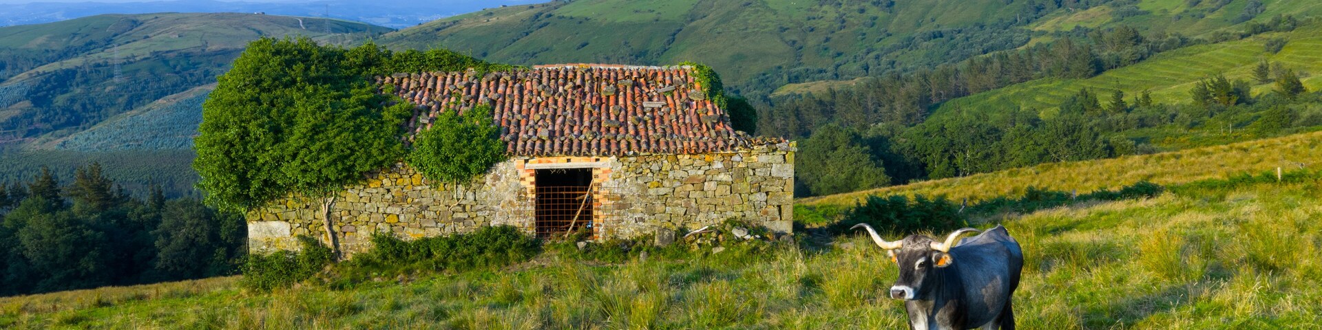 Herd of Tudancas cows (a breed native to Cantabria) in the Lloreda mountains in the municipality of Santa María de Cayón, Cantabria, Spain, Europe