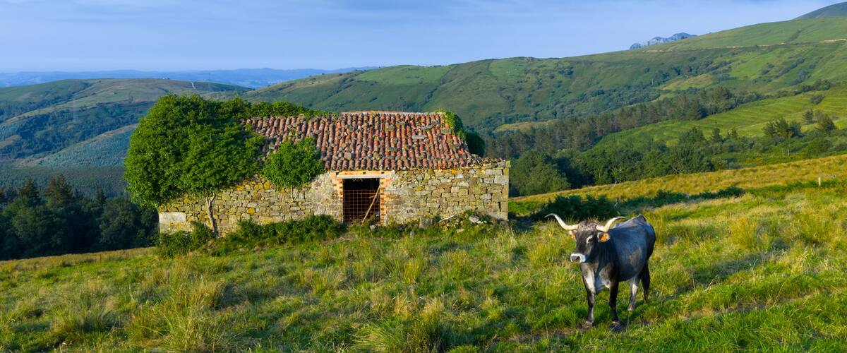 A stone house with a tiled roof surrounded by lush green hills and a grazing cow.