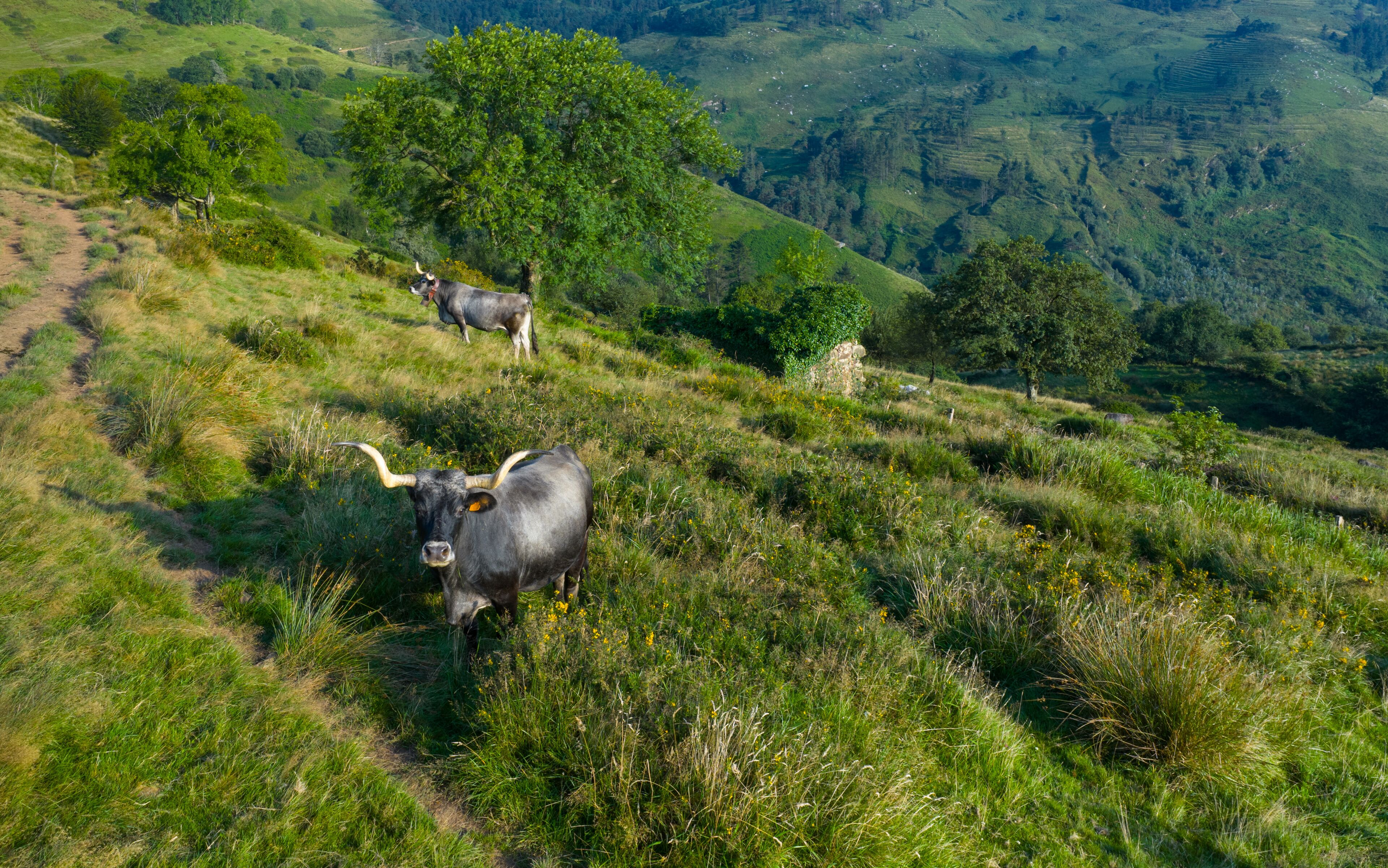 سانتا ماريا دي كانيون
