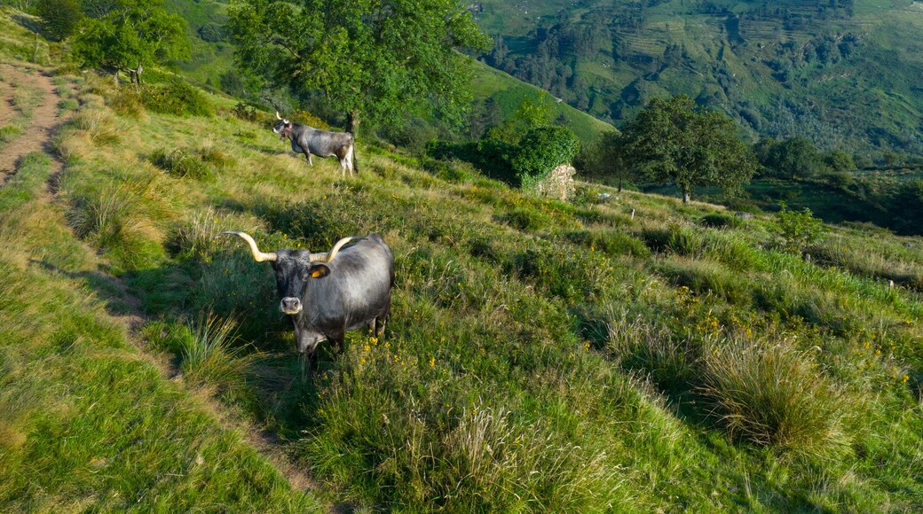 Santa María de Cayón