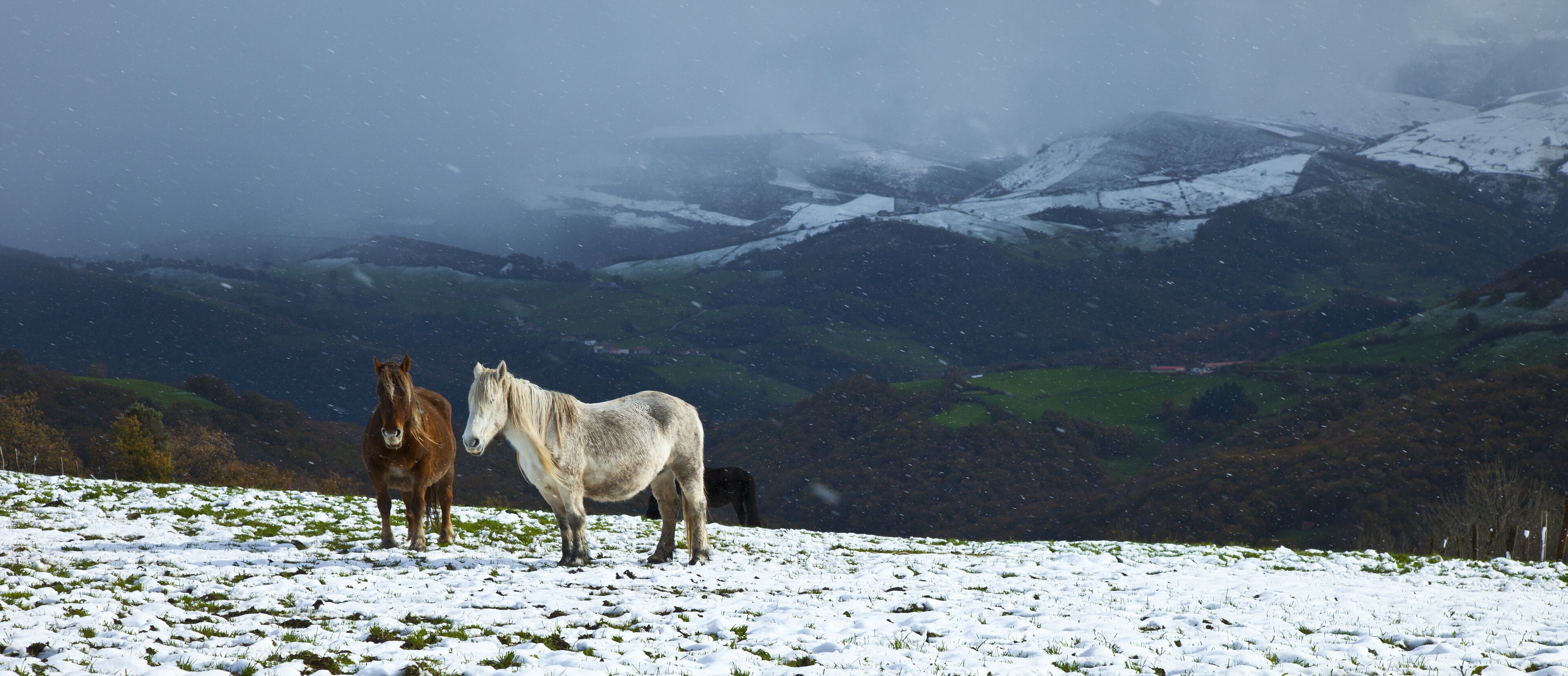 Two horses standing on a snow-covered field with a mountainous landscape in the background.