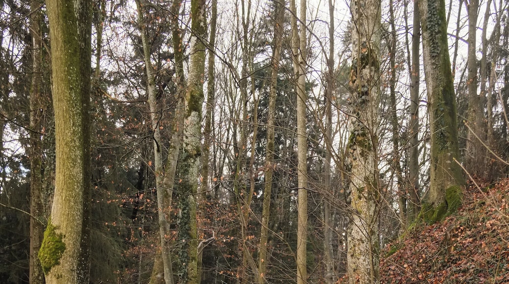 Demolished castle Schloßbuckel Ramsenbühl, Oberteuringen, district Bodenseekreis, Baden-Württemberg, Germany