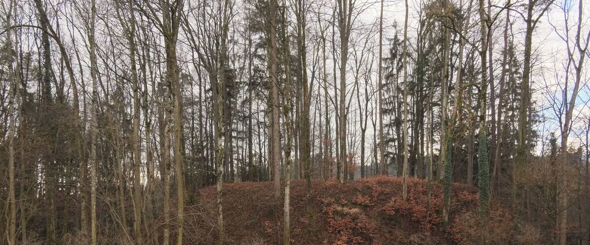 A field with a large pile of brown leaves and a forest of leafless trees in the background.