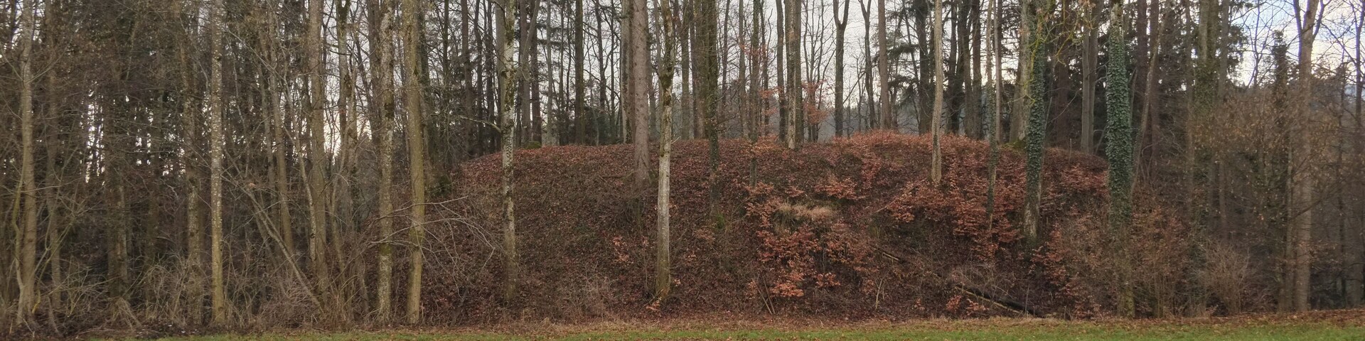 A field with a large pile of brown leaves and a forest of leafless trees in the background.