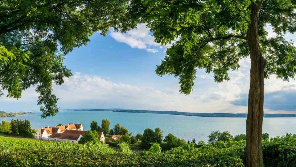 A lake with houses and vineyards in the foreground, and a bridge in the distance.